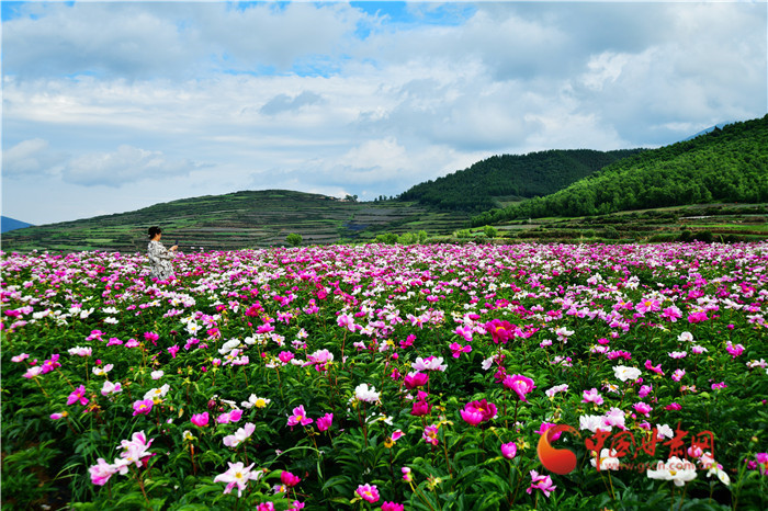 【陇拍客】兰州榆中马坡乡： 夏日梯田美 高山芍药香