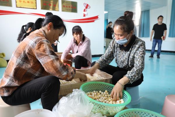 挑选甲鱼种蛋。 澎湃新闻记者 刘清香 图