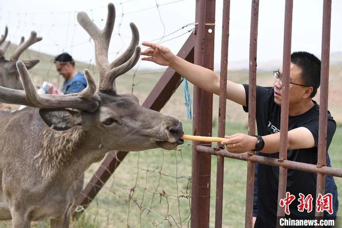 图为游客在肃南县马鹿养殖场内体验喂鹿。　杨艳敏 摄