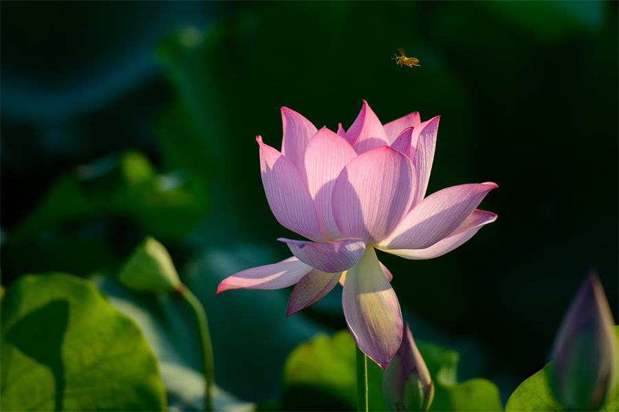 荷花绽放，扮靓美丽乡村。肖亚辉摄