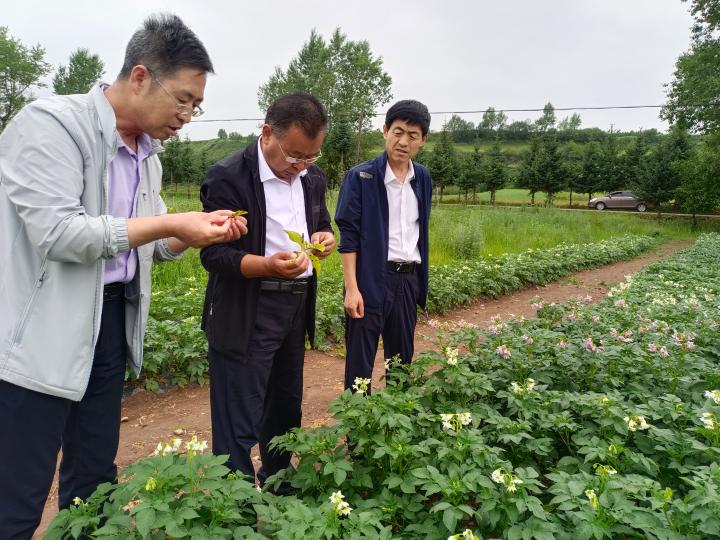 国家科技特派团成员李德明在会川镇半阴坡村查看马铃薯实验基地情况。王静 摄