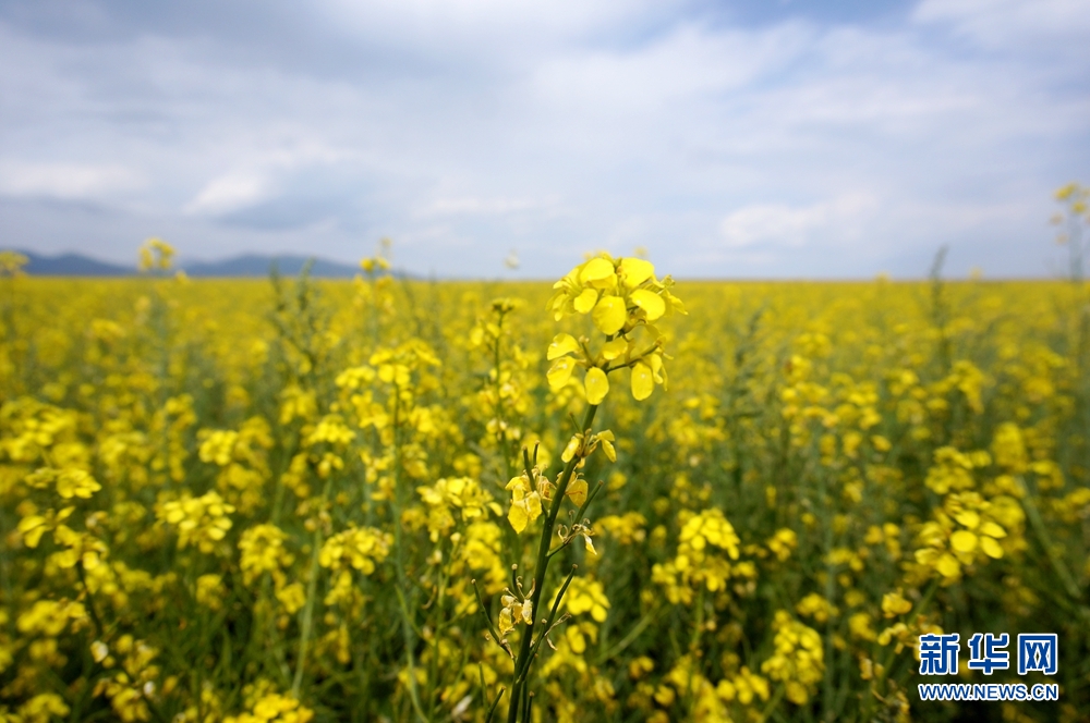 【中国有约】新疆昭苏：油菜花盛开美如画