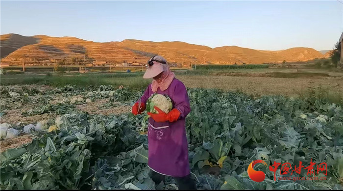 兰州榆中：干部群众齐心帮售“受灾蔬菜” 最大限度减少农民损失