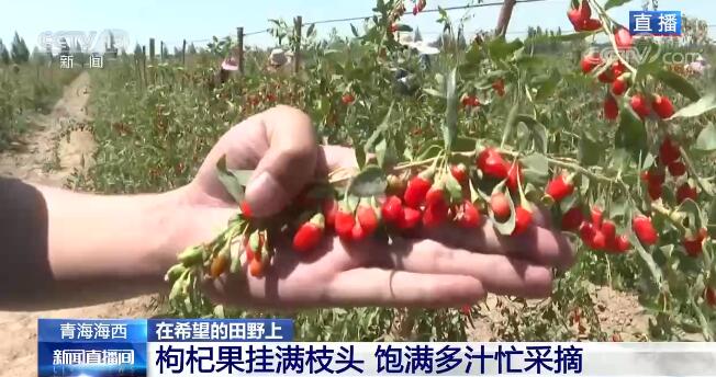 在希望的田野上 | 青海海西：枸杞果挂满枝头 饱满多汁忙采摘