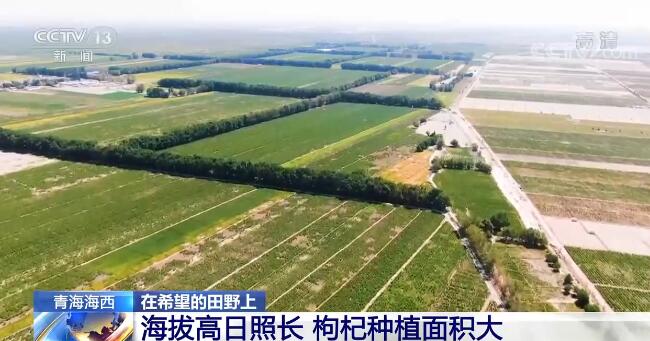 在希望的田野上 | 青海海西：枸杞果挂满枝头 饱满多汁忙采摘