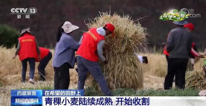 在希望的田野上|西藏察雅青稞小麦陆续成熟 开始收割