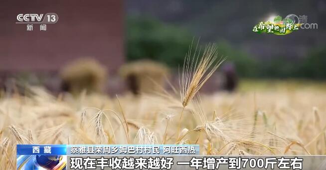在希望的田野上|西藏察雅青稞小麦陆续成熟 开始收割