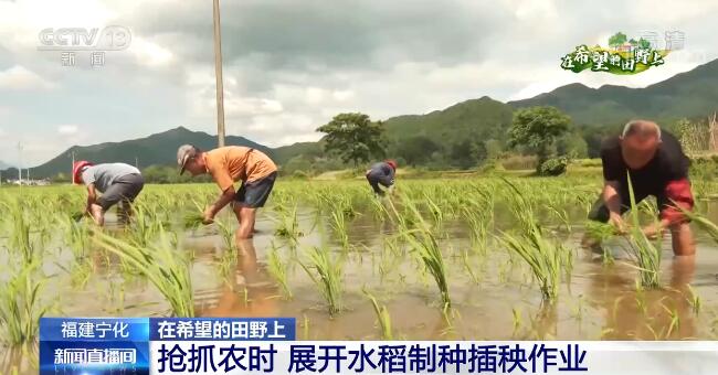 在希望的田野上|抢抓农时 福建宁化展开水稻制种插秧作业