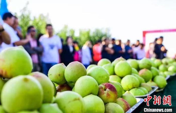 图为敦煌李广桃成熟引客商采购。(资料图) 敦煌市委宣传部供图