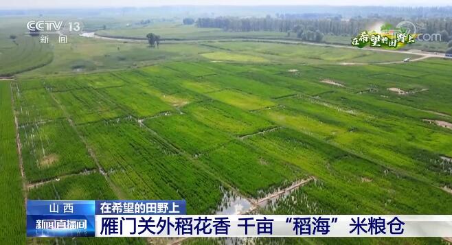 在希望的田野上 | 雁门关外稻花香 千亩“稻海”米粮仓