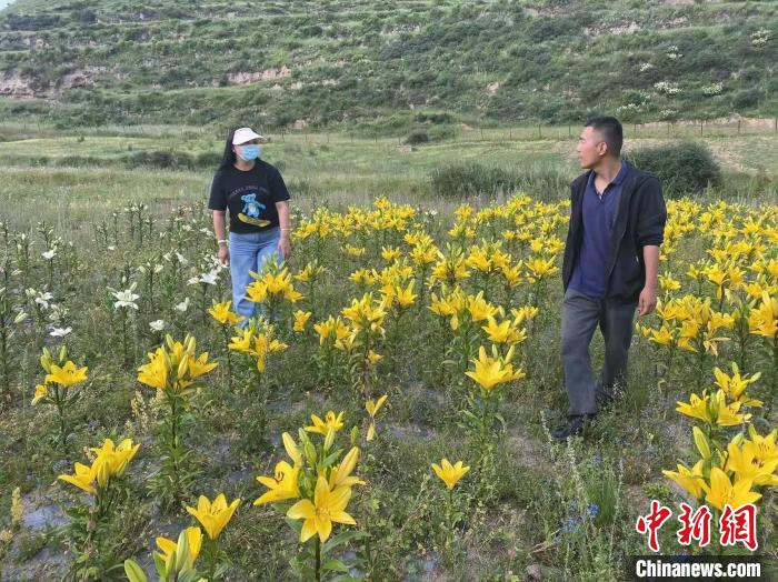 村民采摘百合花。　壤塘县委宣传部供图