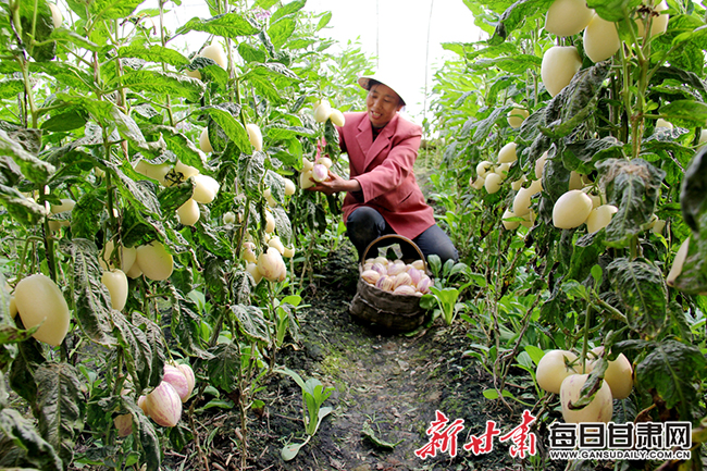 第1部分人参果 (2).jpg