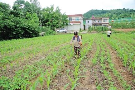 陇南徽县柳林镇江口村村民在大豆玉米套种地进行管护