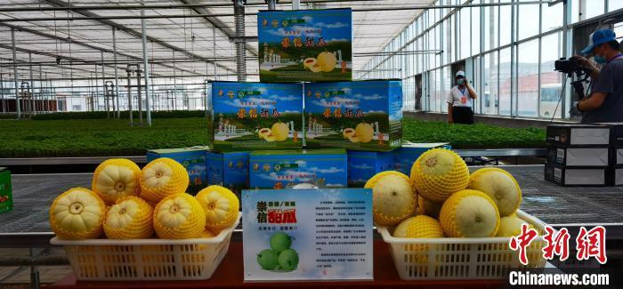 2022年6月18日，平凉市崇信县汭河川现代循环农业示范园种植的甜瓜。(资料图) 魏建军 摄