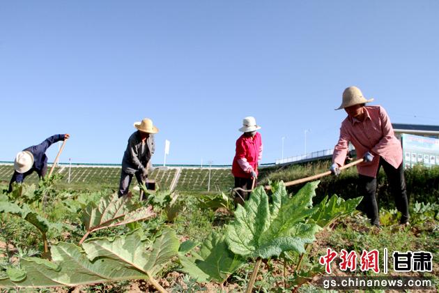 图为马峡镇药农在大黄基地锄草。张小兵 摄