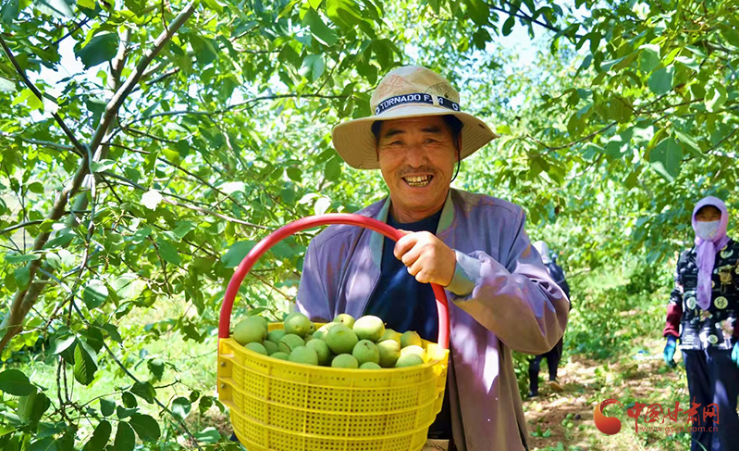 崇信：核桃迎丰收 致富有奔头