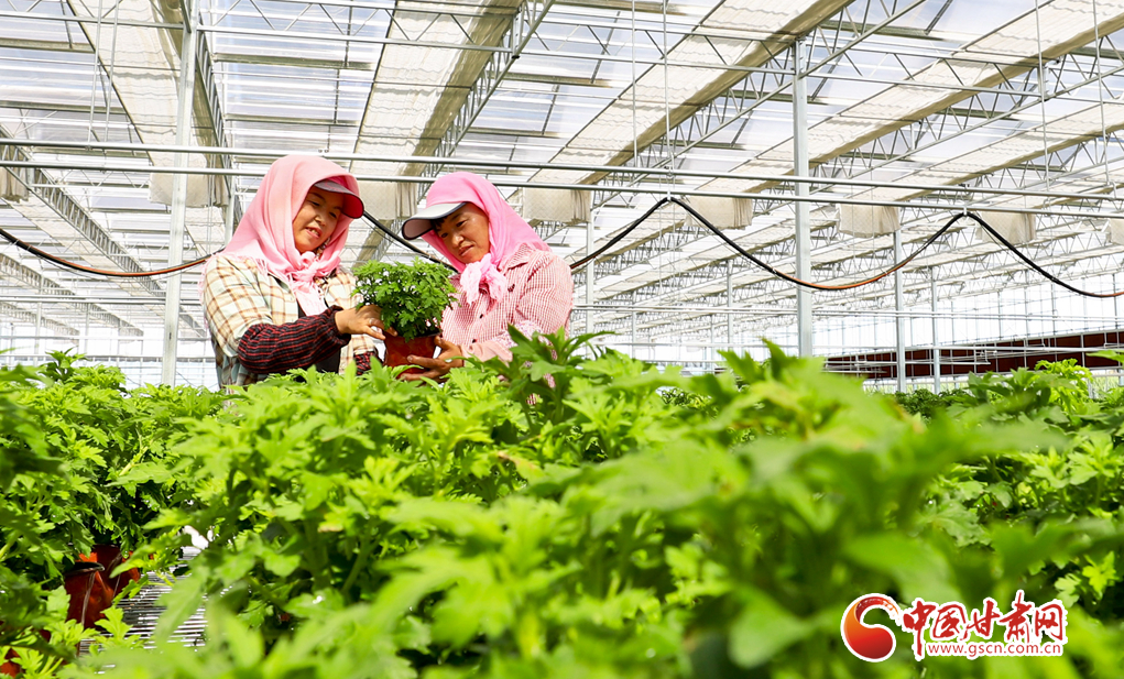 【陇拍客】甘肃甘州：“芬芳产业”开出致富花