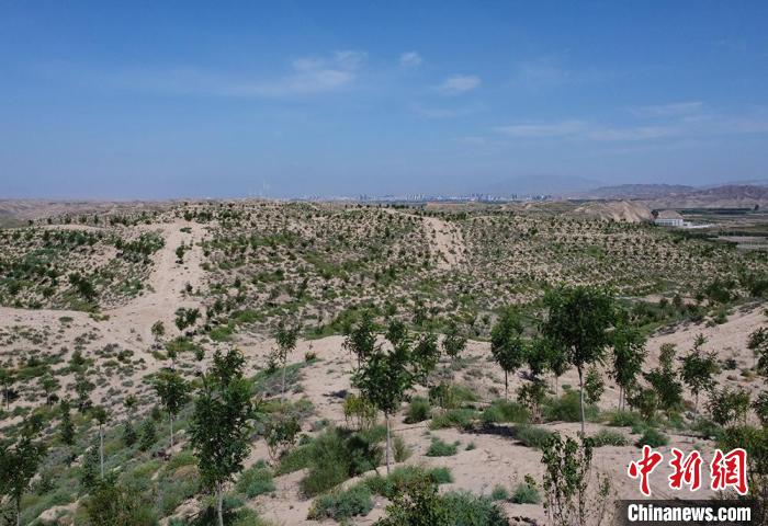 图为正在建设中的45万亩平川区国家储备林项目。　田鹏鹤 摄