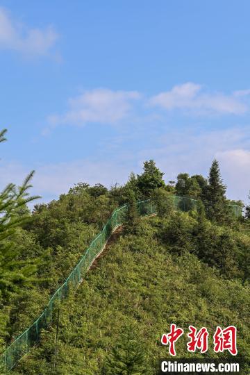 凌尚前每次巡逻都要翻山越岭，来回达17公里。　王以照 摄