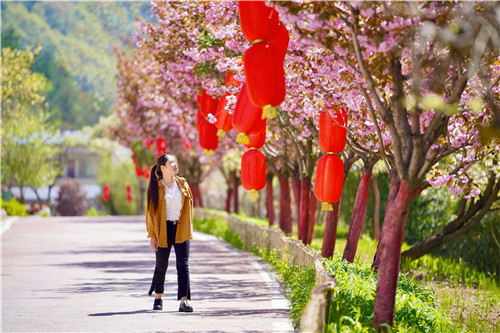 游客在长沟村赏樱花。陈争强 摄