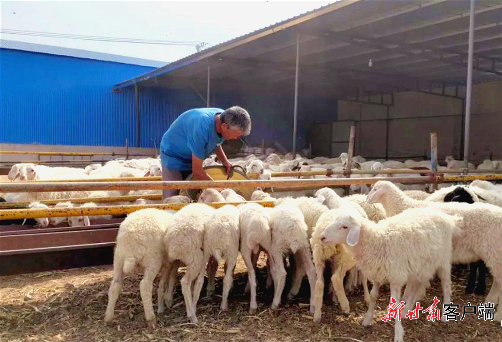 《无极五平台_【甘快看】古浪：羊产业发展势头强劲》