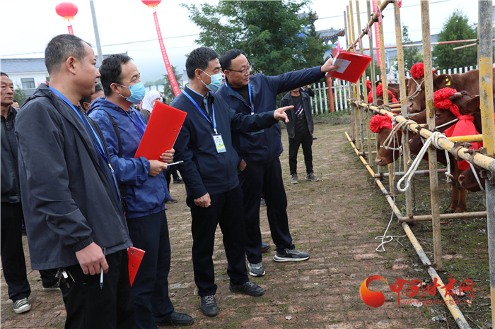 【丰收甘肃】平凉华亭：赛牛大会庆丰收 平凉红牛秀“肌肉”