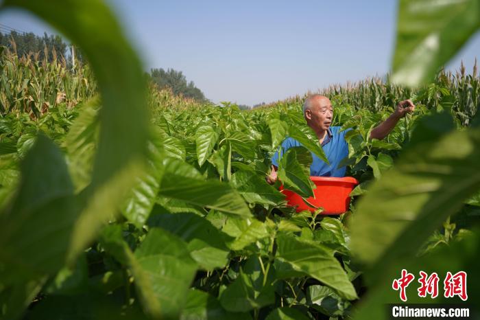 秋蚕迎丰收:河北内丘蚕桑产业“破茧成蝶”