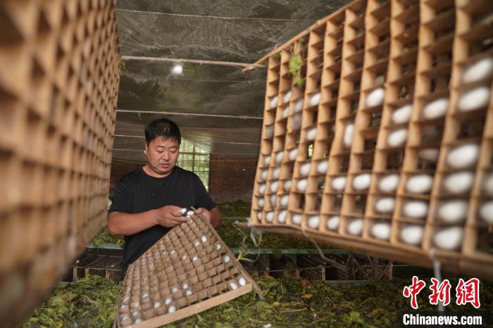图为蚕农摘蚕茧。 刘继东 摄 图为蚕农摘蚕茧。 刘继东 摄