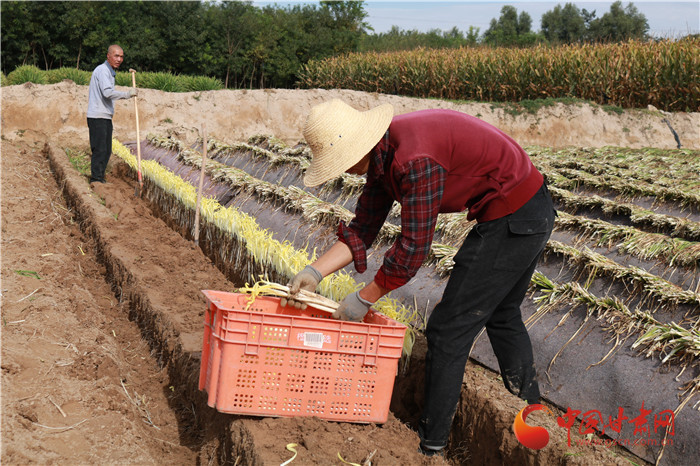 【小康路上看老乡】兰州榆中：高原夏菜出新品 韭黄飘香致富路