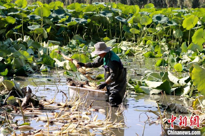 在新疆博湖县查干诺尔乡莲藕种植基地,藕农们趁着晴好天气,正忙着采收莲藕,藕田里一派丰收的喜人景象。 巴都木才次克 摄 在新疆博湖县查干诺尔乡莲藕种植基地,藕农们趁着晴好天气,正忙着采收莲藕,藕田里一派丰收的喜人景象。 巴都木才次克 摄