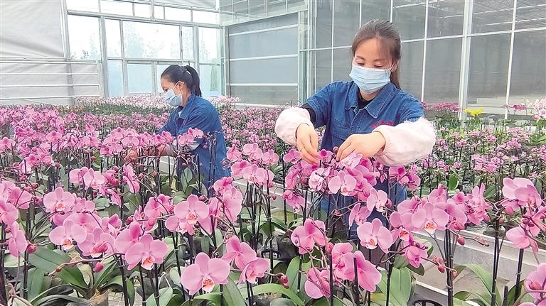 临夏州和政百益国际现代花卉产业园智能温室内的蝴蝶兰竞相绽