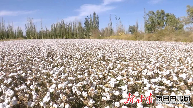 棉花 瓜州县瓜州镇三工村连片棉田.jpg 棉花 瓜州县瓜州镇三工村连片棉田.jpg