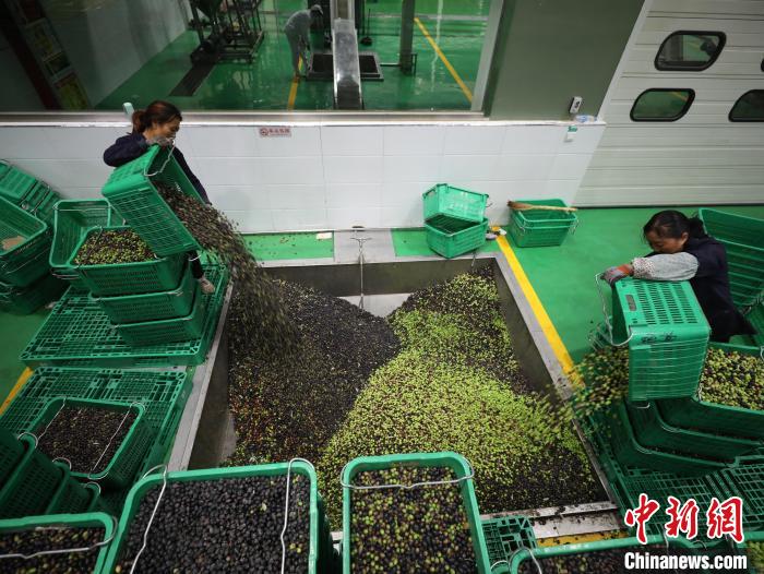 图为甘肃陇南市武都区橄榄油生产企业集中处理收购来的油橄榄果。 武都区委宣传部供图 图为甘肃陇南市武都区橄榄油生产企业集中处理收购来的油橄榄果。 武都区委宣传部供图