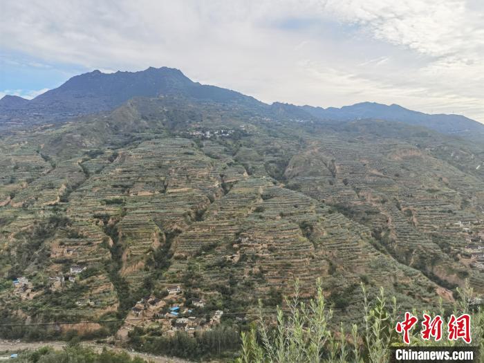 因种植了油橄榄树、花椒树等,武都区的山看起来绿油油。 闫姣 摄 因种植了油橄榄树、花椒树等,武都区的山看起来绿油油。 闫姣 摄
