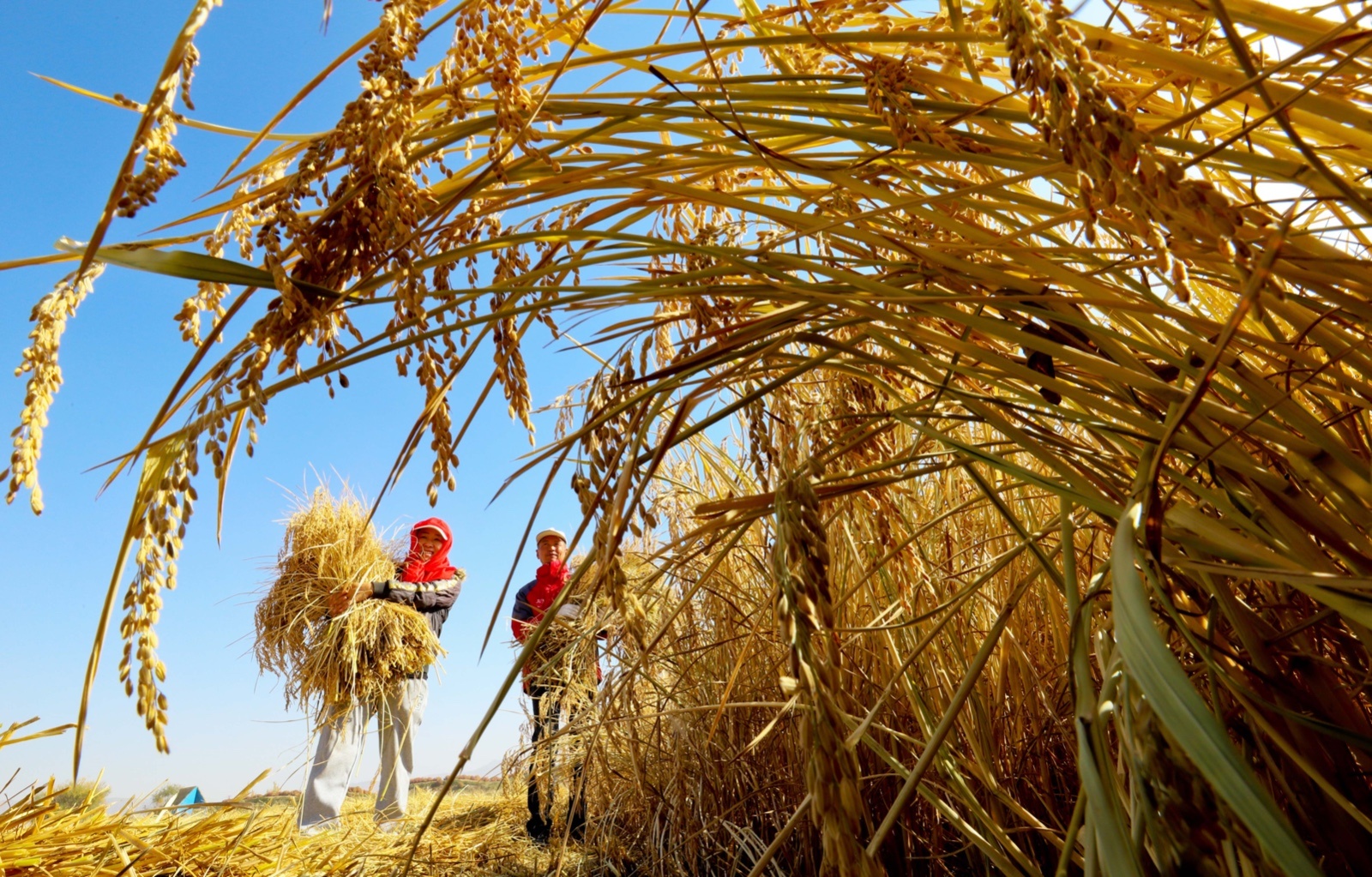 1667011467477144.jpeg?x-oss-process=style/w10 WechatIMG370.jpeg?x-oss-process=style/w10