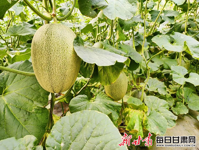 瓜州2  瓜州县梁湖乡银河村戈壁农业示范园区内蜜瓜1.jpg