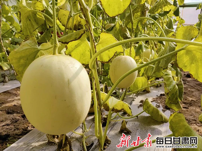 瓜州5   瓜州县梁湖乡银河村戈壁农业示范园区内蜜瓜3.jpg