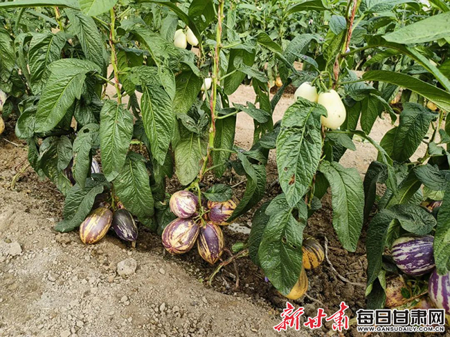 瓜州6   瓜州县梁湖乡银河村戈壁农业示范园区内人参果.jpg