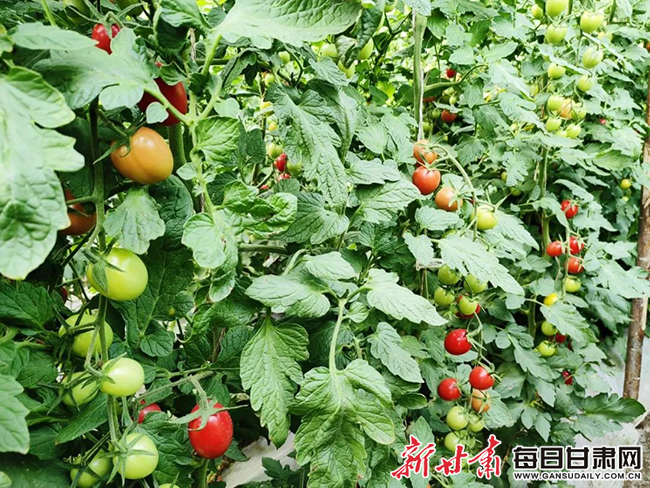 瓜州7   瓜州县梁湖乡银河村戈壁农业示范园区内西红柿1.jpg