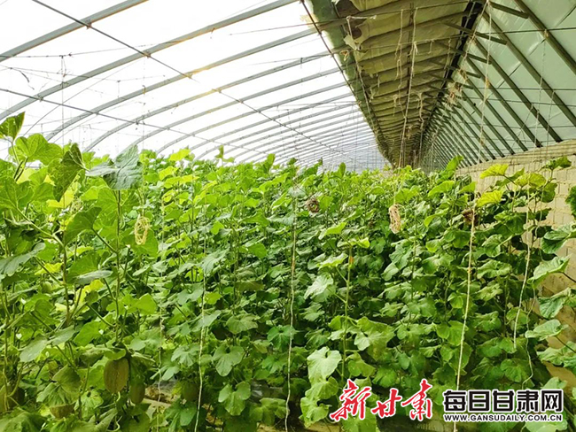 瓜州3  瓜州县梁湖乡银河村戈壁农业示范园区内蜜瓜2.jpg