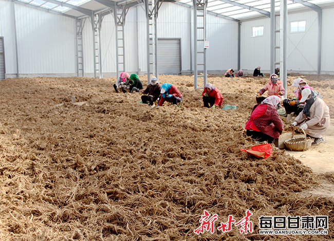 华亭药2 药农正在晾晒药材.JPG