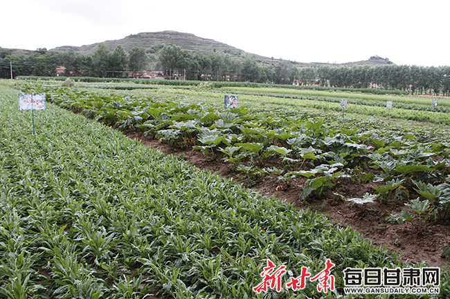 华亭药1.jpg