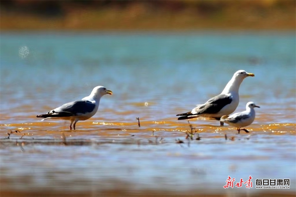 【甘快看】稀罕！张掖黑河湿地发现三趾滨鹬和银鸥