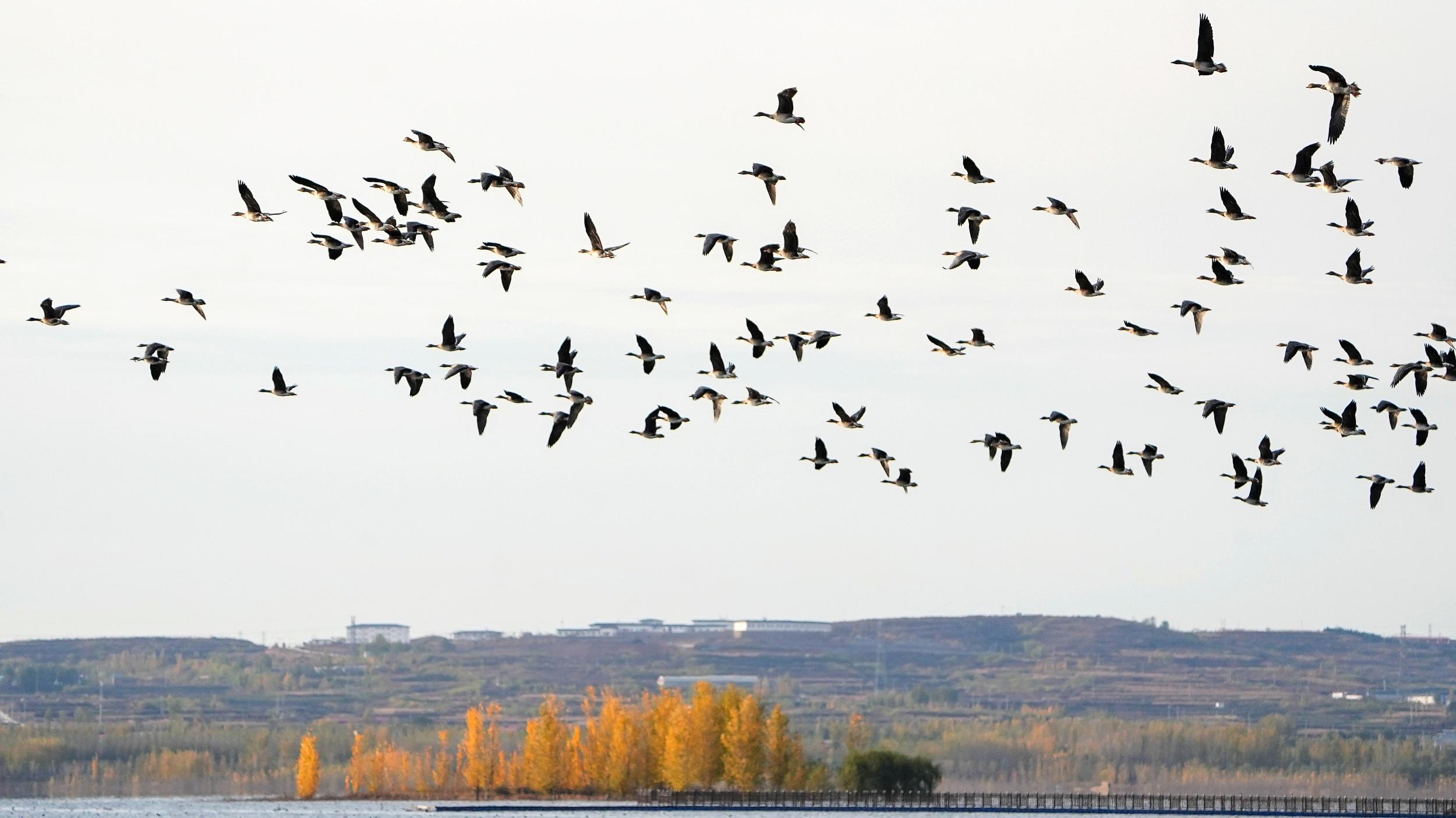 上万只国家二级保护动物大雁在溢泉湖天空中飞翔。 赵飞飞摄