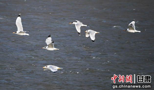 冬季，候鸟在黄河兰州段河道滩涂栖息。(资料图)