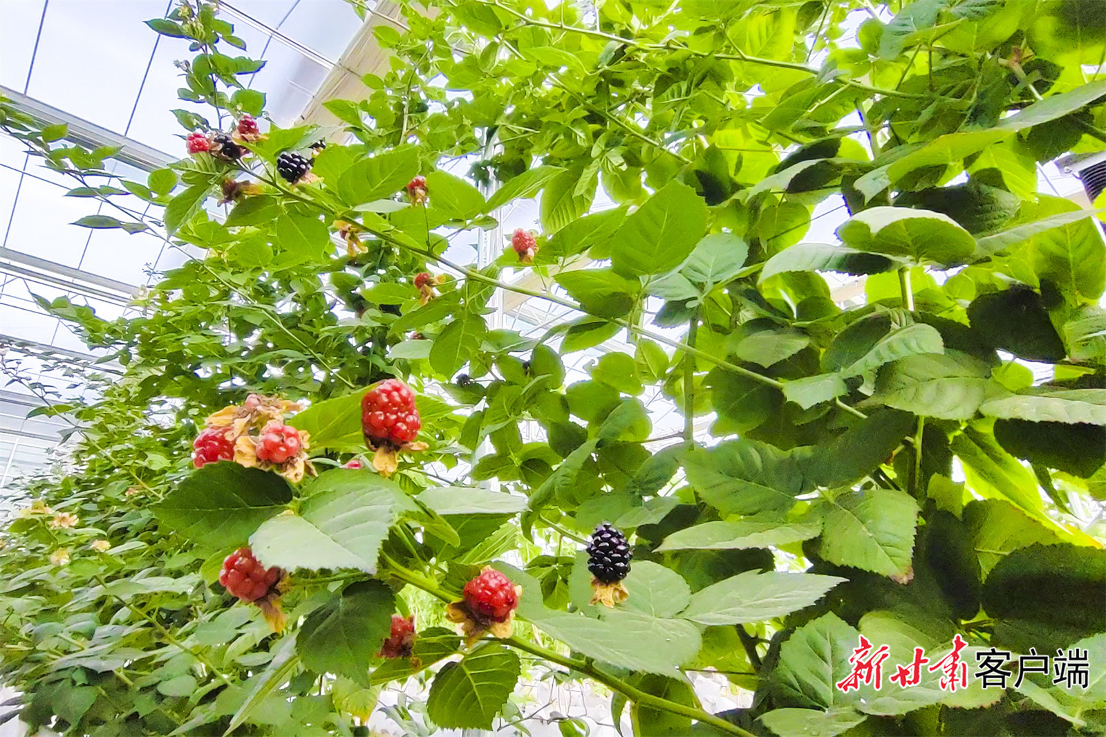 1669415583556070721.jpg 河州红树莓基地.jpg