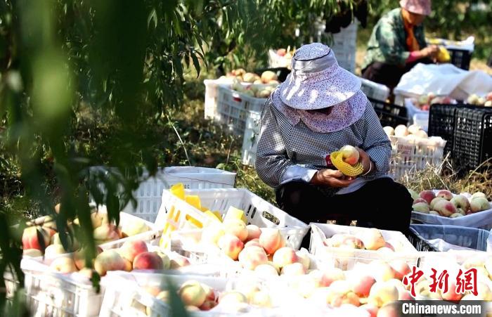 山东青年回归田园种冬桃座座“荒山”变“花果山”