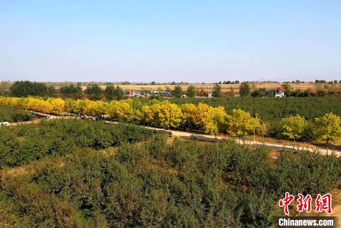 图为当地成片的桃林。 临沭融媒 供图 图为当地成片的桃林。 临沭融媒 供图