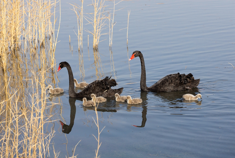 张掖国家湿地公园新添7只黑天鹅萌宝
