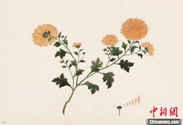 欧洲纸本水粉画作《菊花图(金凤毛)》 广东省博物馆 供图